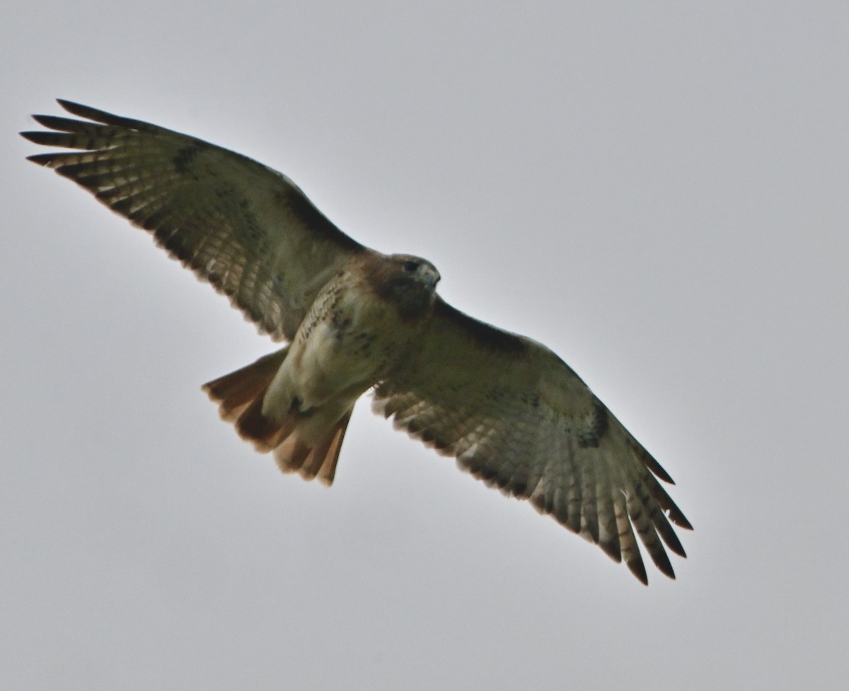 Red-tailed Hawk - ML644051998