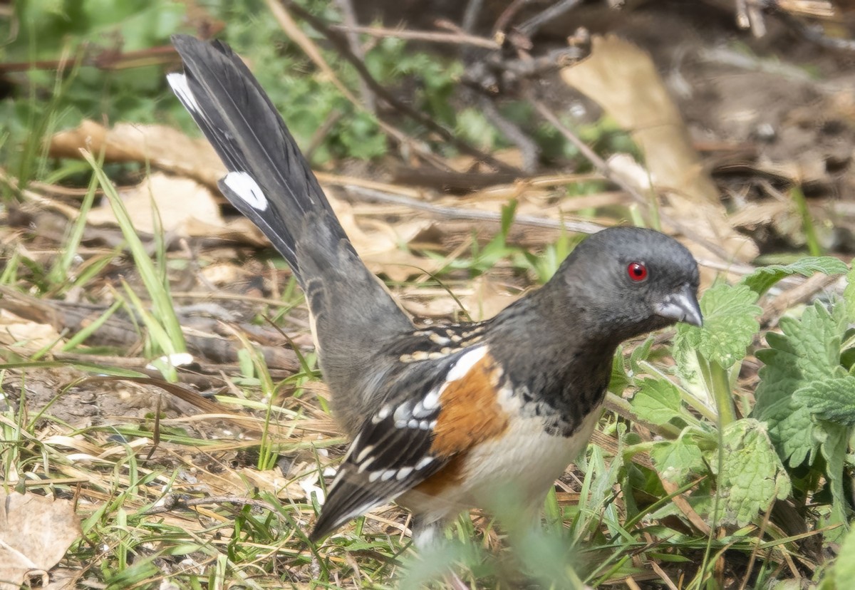 Spotted Towhee - ML644052007