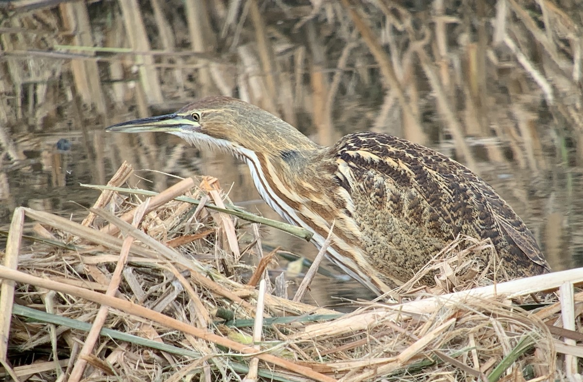 American Bittern - ML644052014