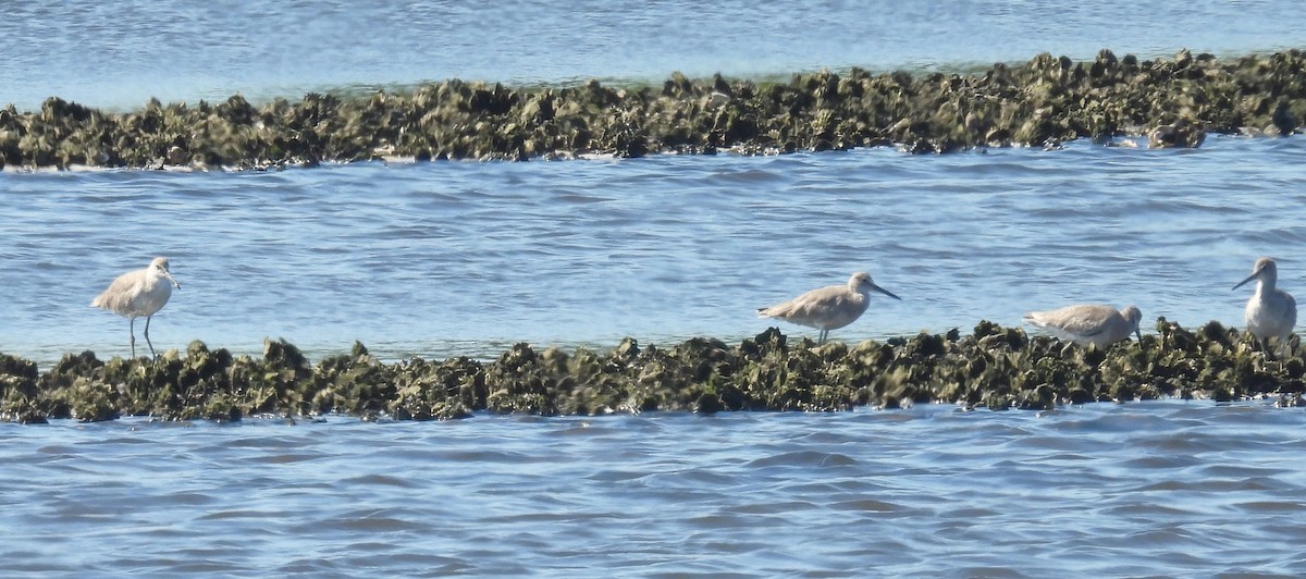 Willet - ML644052016