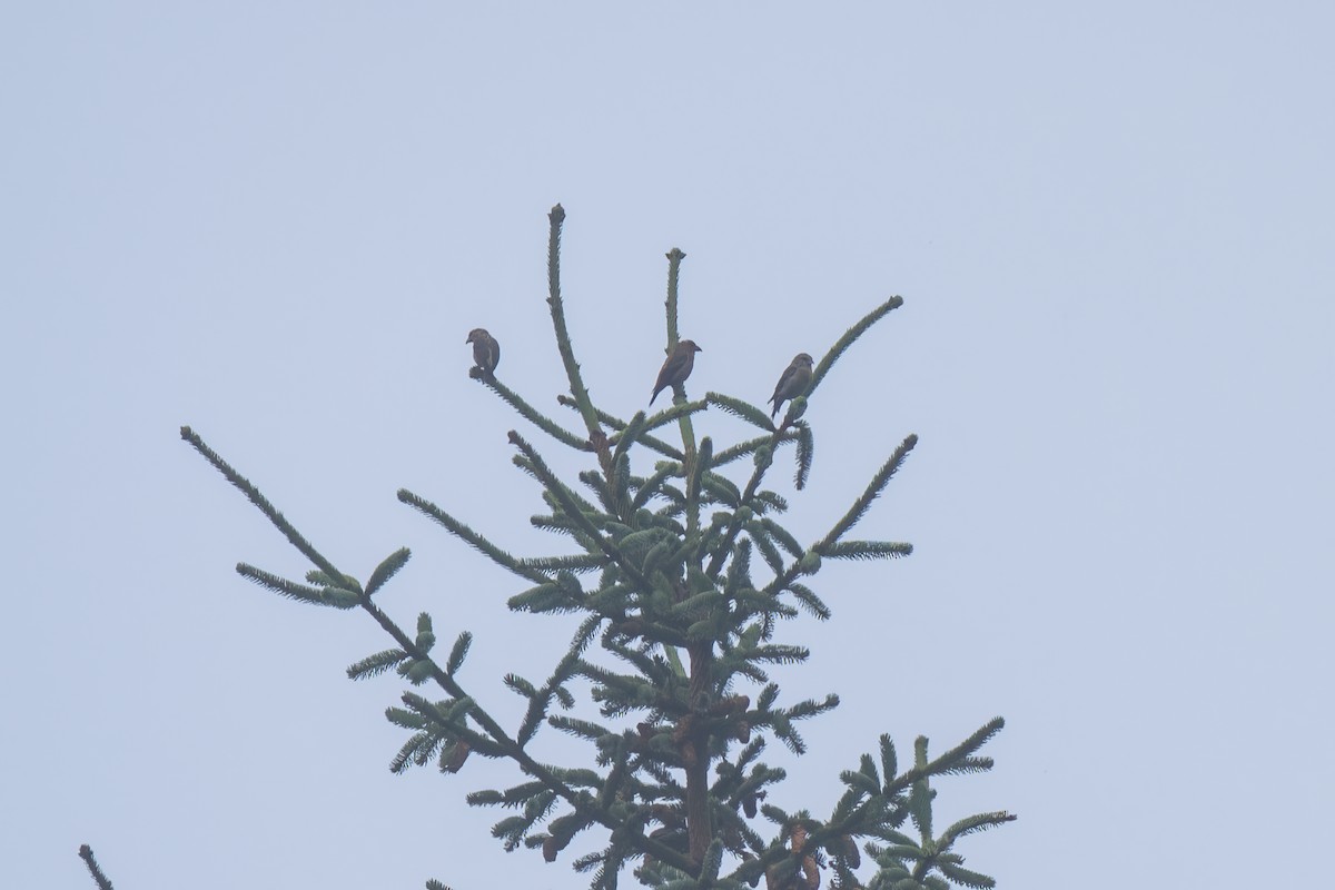 Гацуурын солбин хошуут - ML644052019