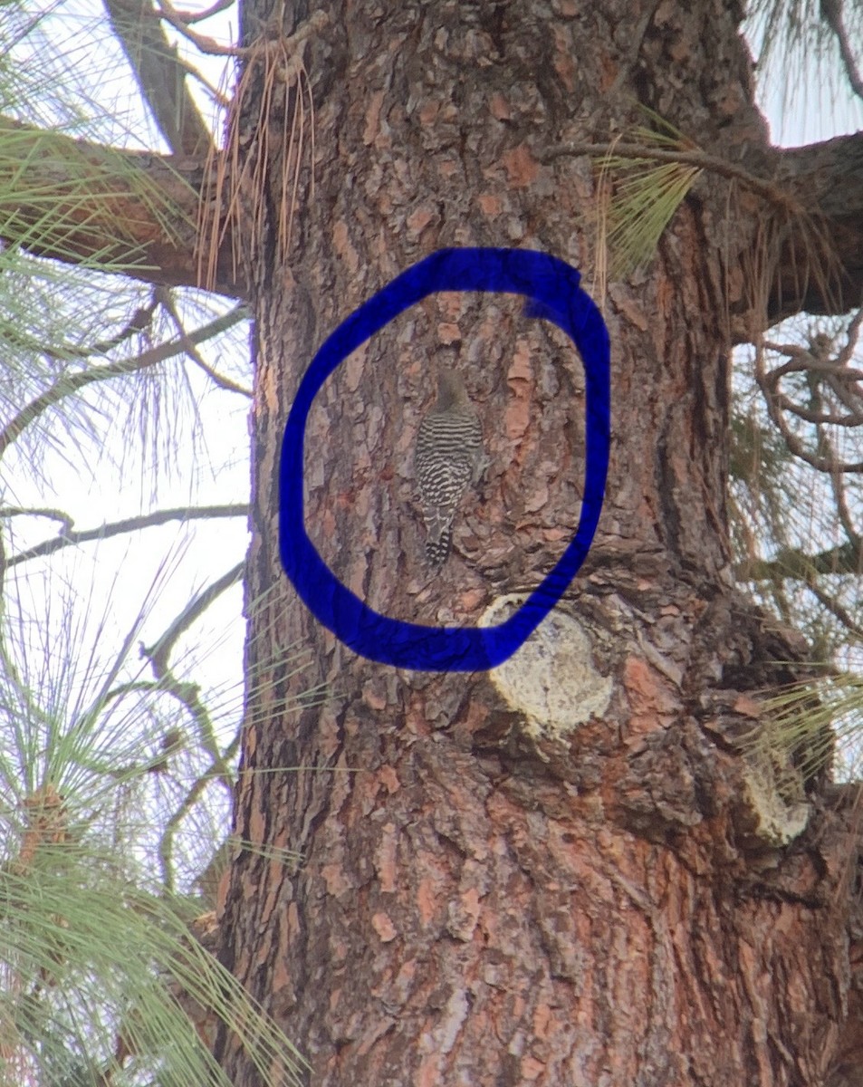 Williamson's Sapsucker - ML644052022