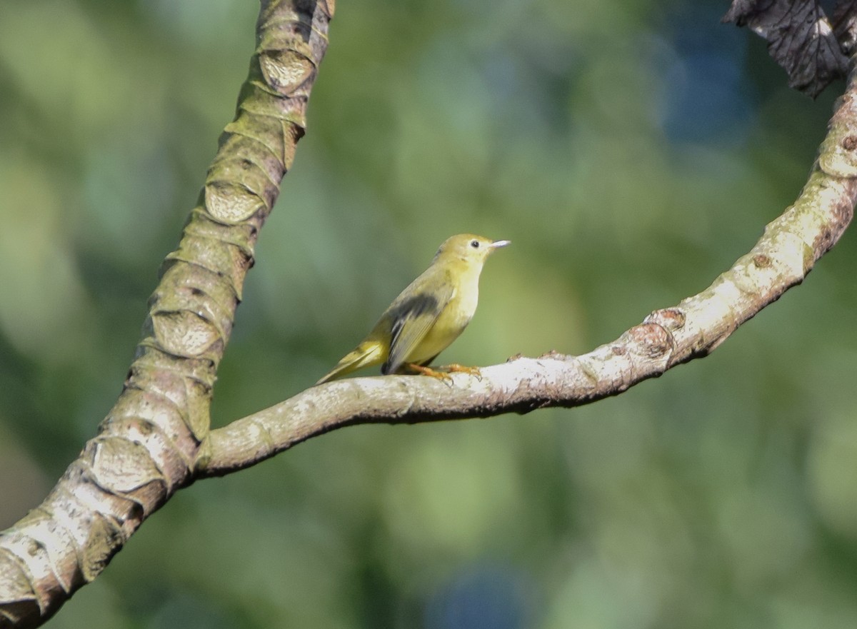 Paruline jaune - ML644052031
