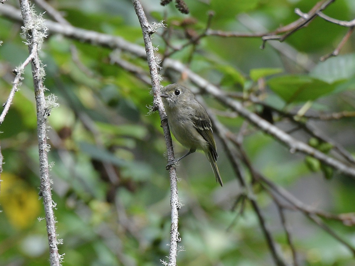 Hutton's Vireo - ML644052035