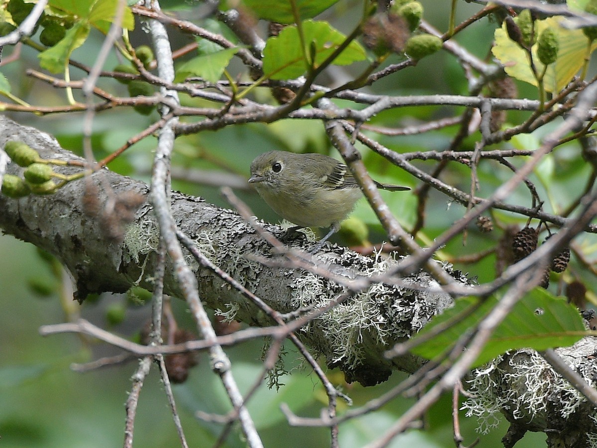 Hutton's Vireo - ML644052036