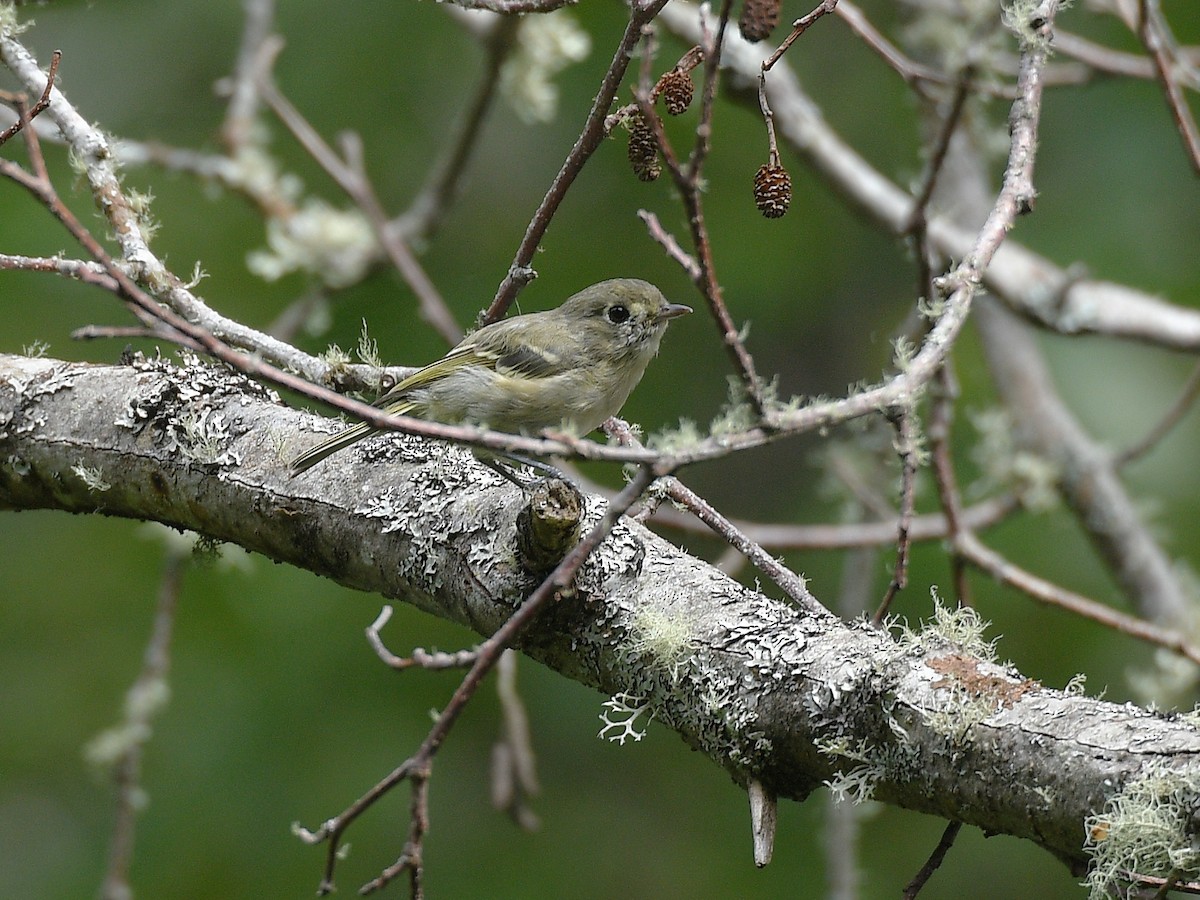 Hutton's Vireo - ML644052037