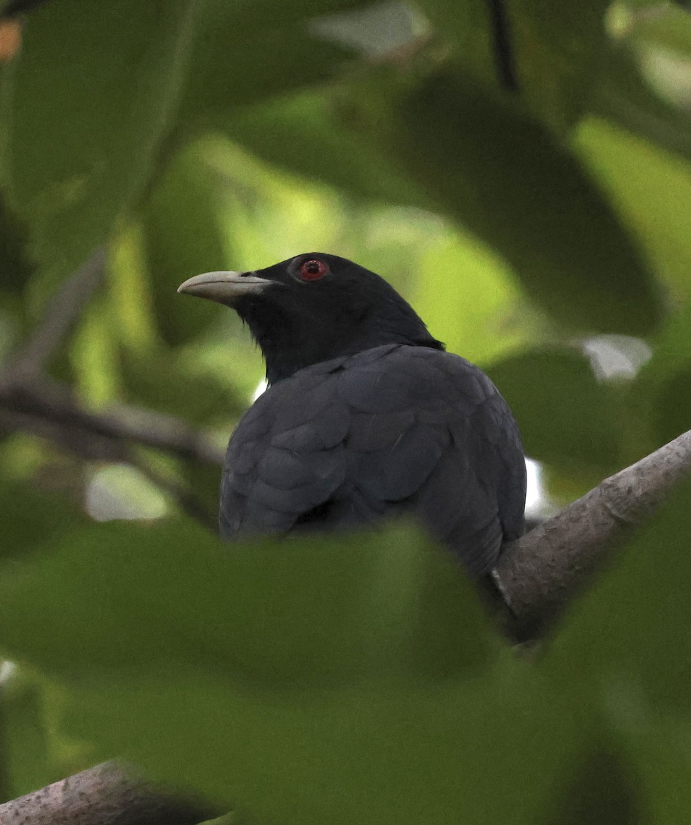 grønnebbkoel - ML644052038