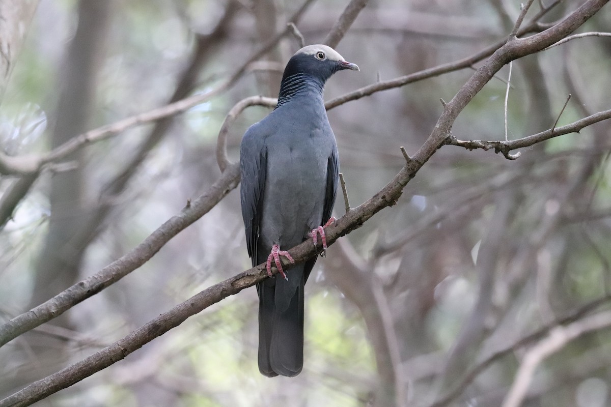 White-crowned Pigeon - ML644052044
