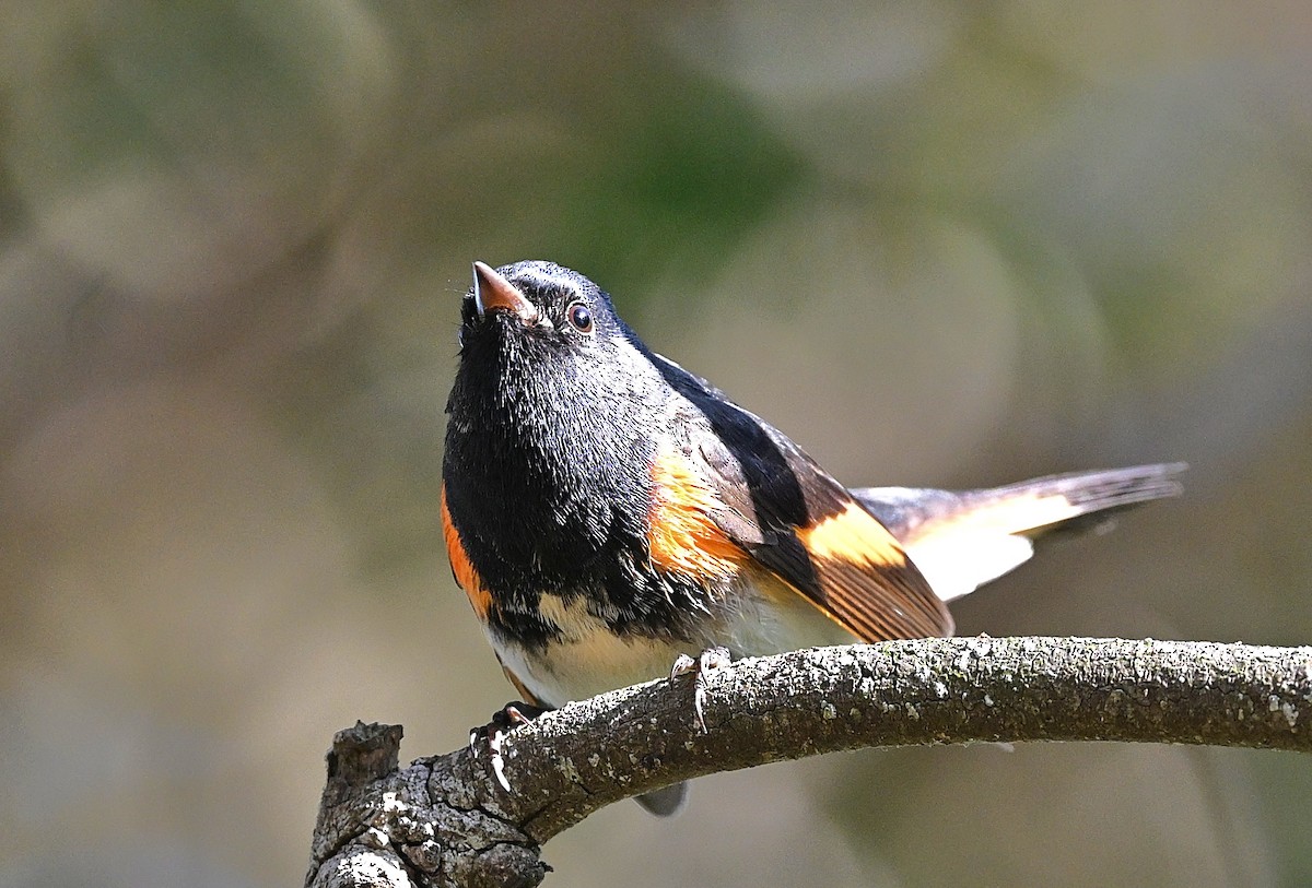 American Redstart - ML644052060