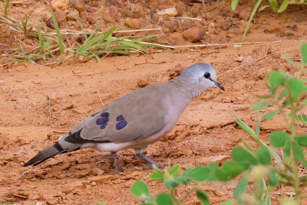 Black-billed Wood-Dove - ML644052065