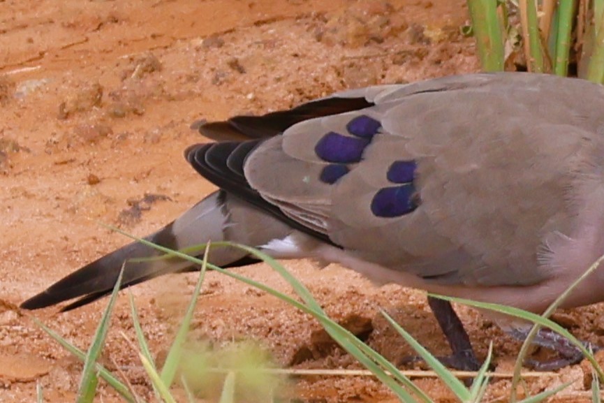 Black-billed Wood-Dove - ML644052066