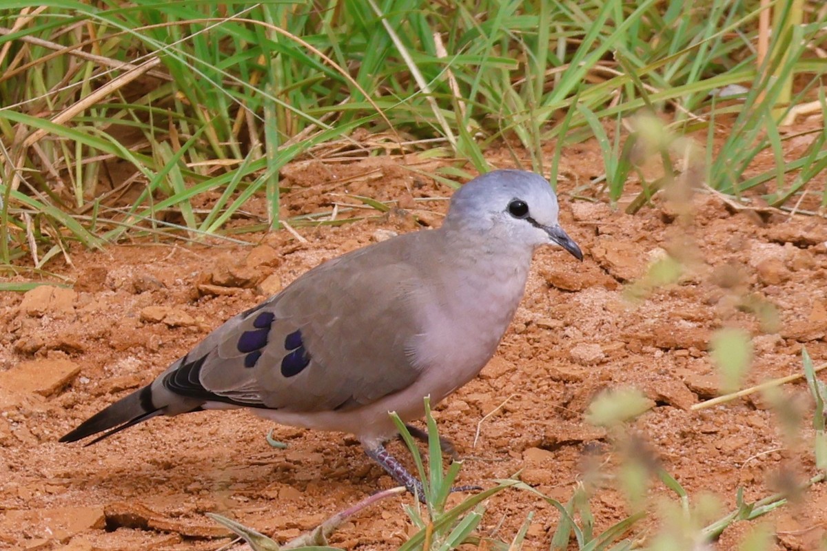 Black-billed Wood-Dove - ML644052067