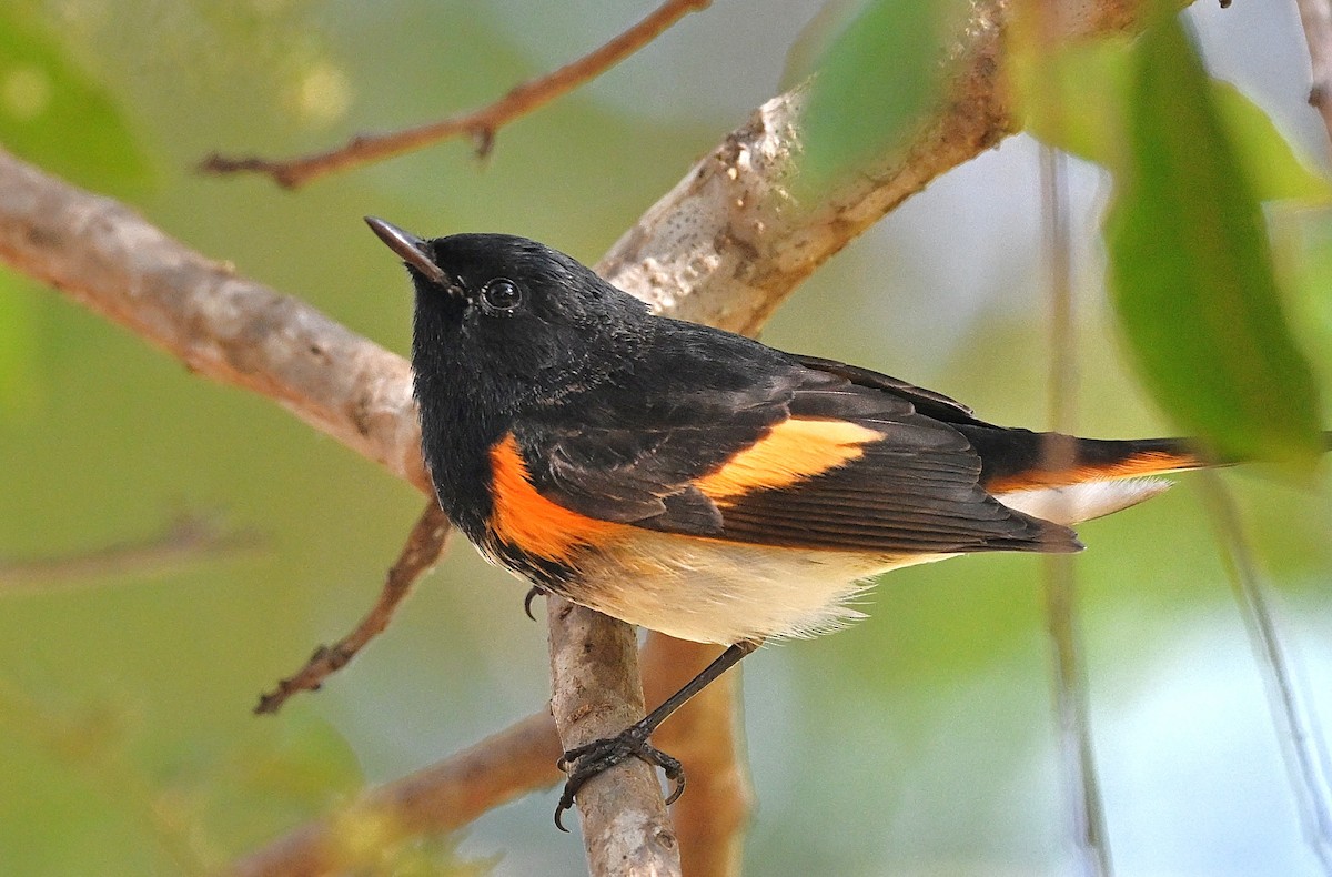 American Redstart - ML644052068