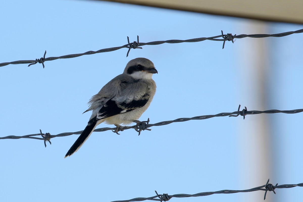 Loggerhead Shrike - ML644052076