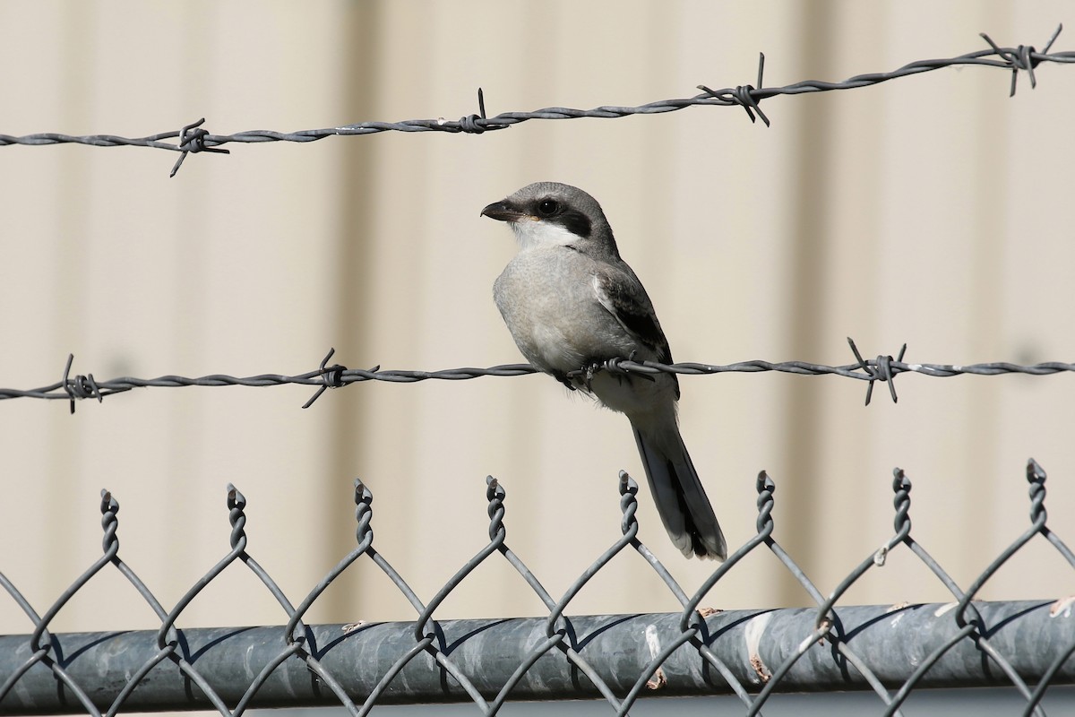 Loggerhead Shrike - ML644052077