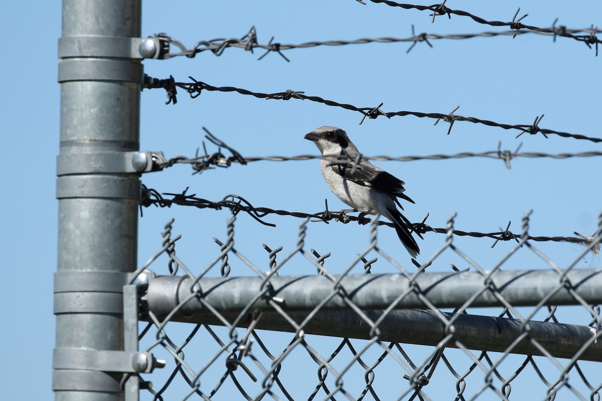 Loggerhead Shrike - ML644052078
