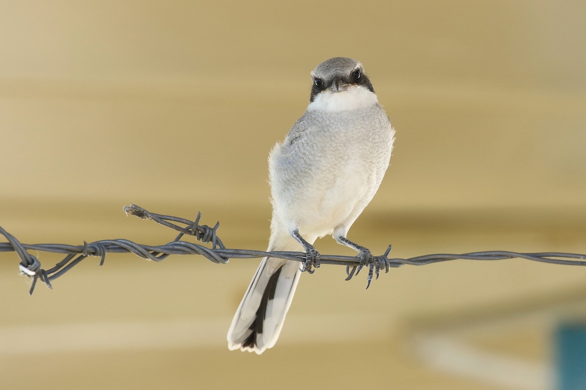 Loggerhead Shrike - ML644052081