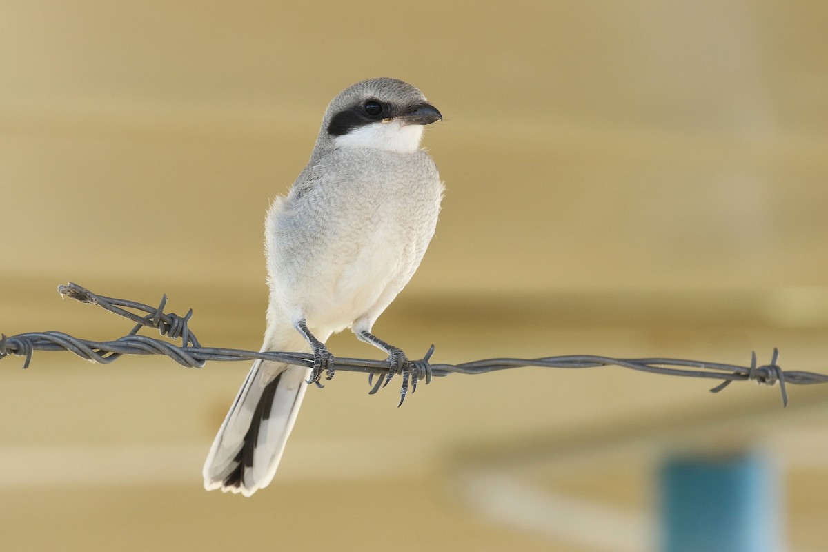 Loggerhead Shrike - ML644052082