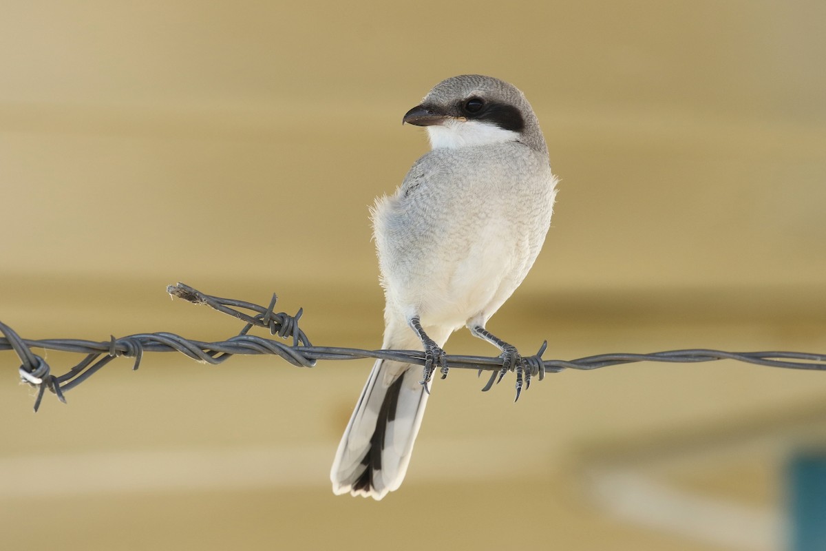 Loggerhead Shrike - ML644052085