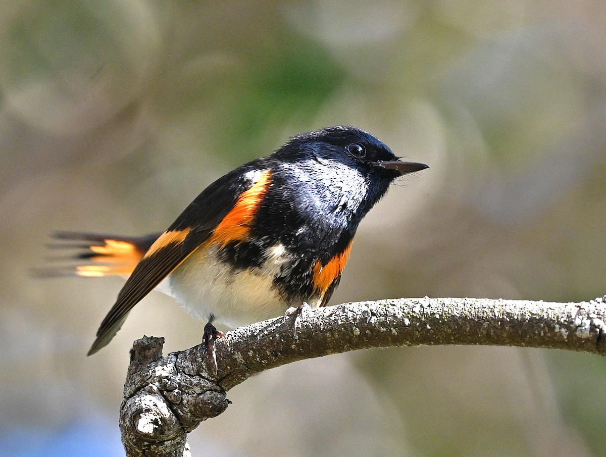 American Redstart - ML644052086