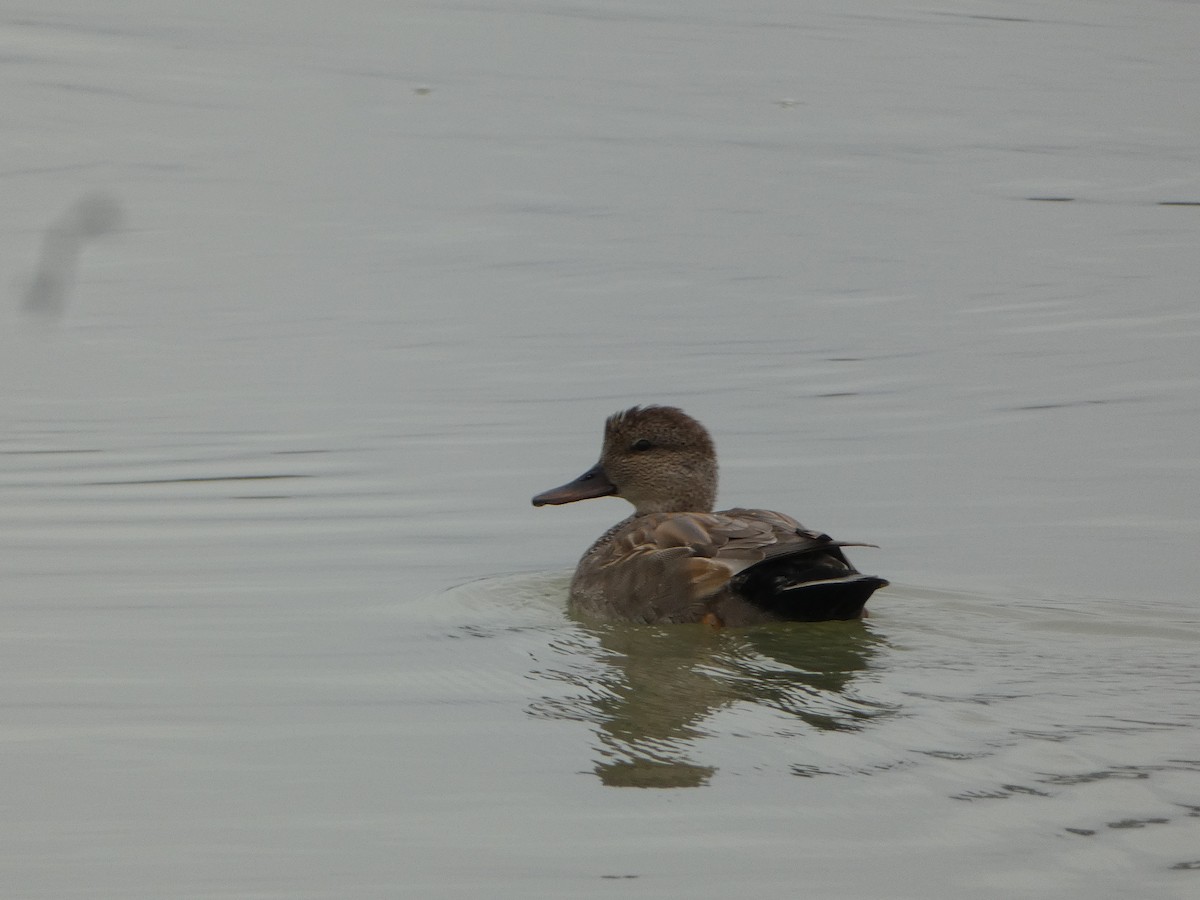 Gadwall - ML644052087