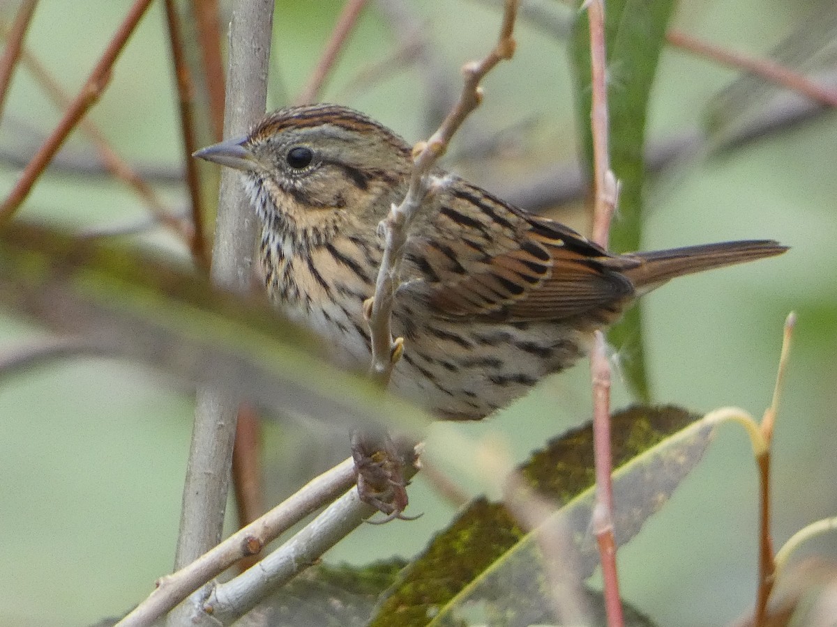 Lincoln's Sparrow - ML644052094