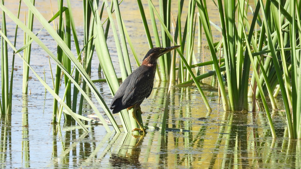 Green Heron - ML644052100