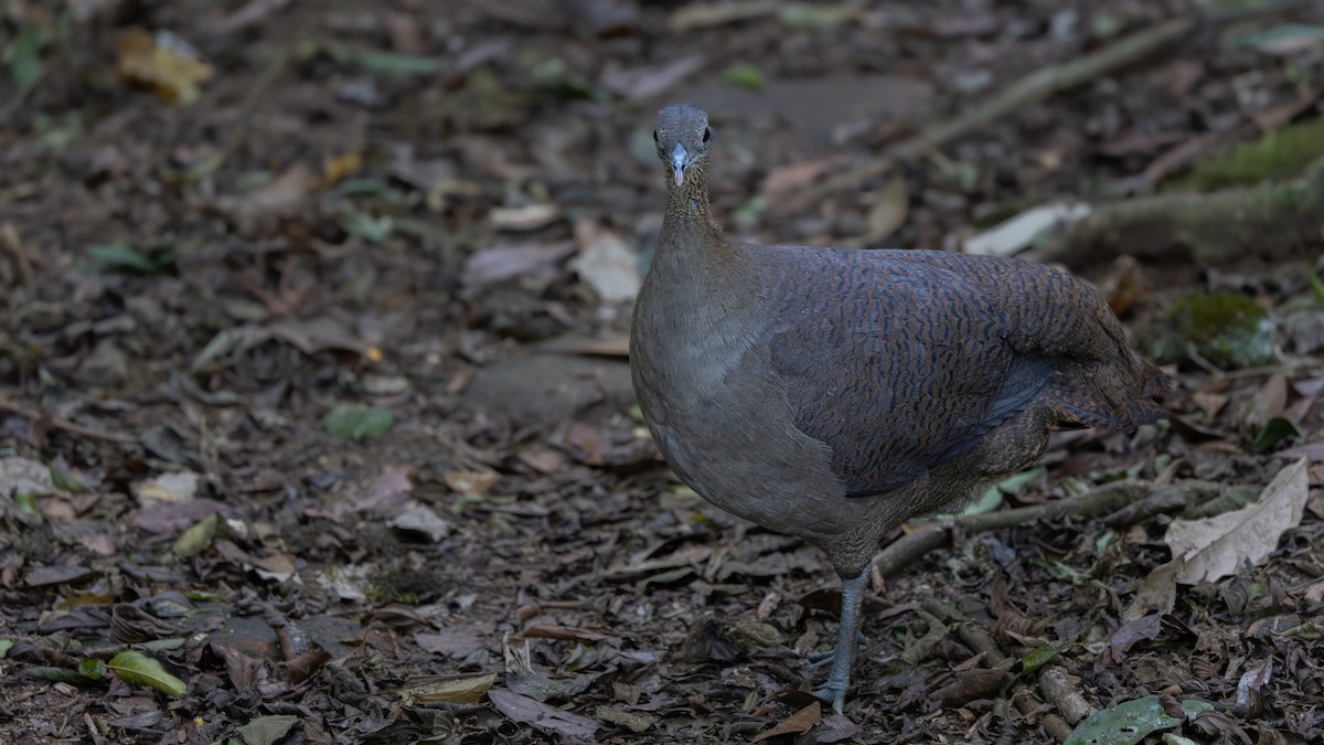 Solitary Tinamou - ML644052104