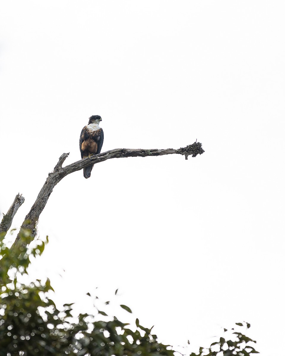 Aigle à ventre roux - ML644052105