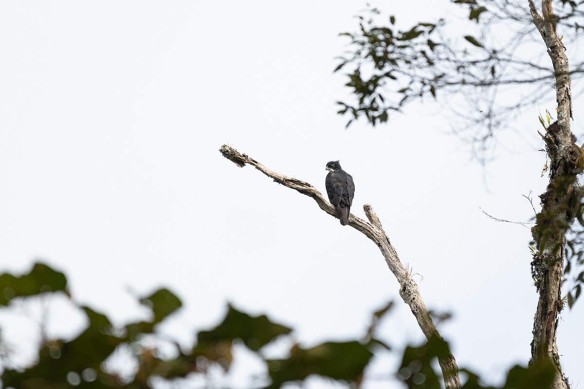 Aigle à ventre roux - ML644052106