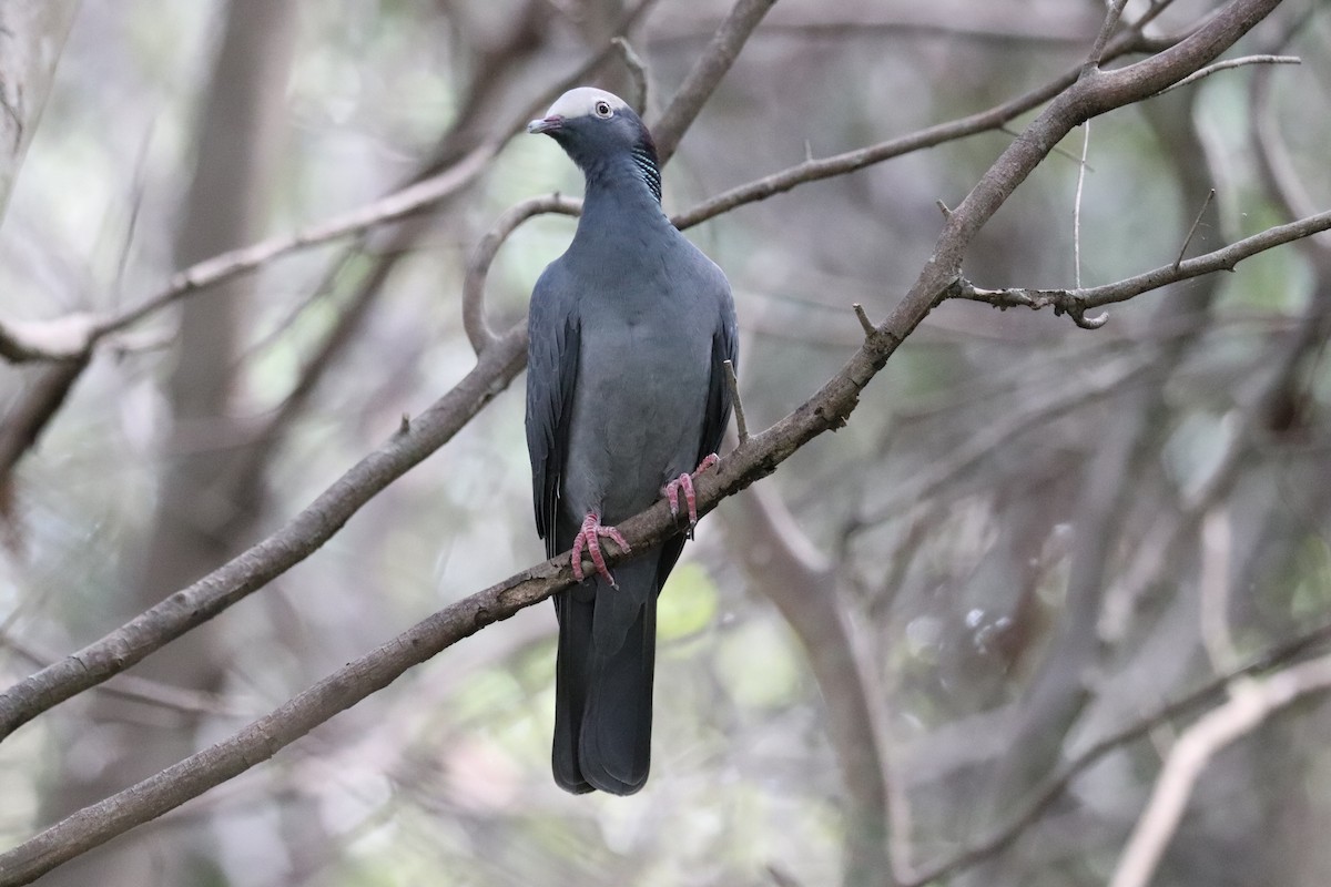 White-crowned Pigeon - ML644052113