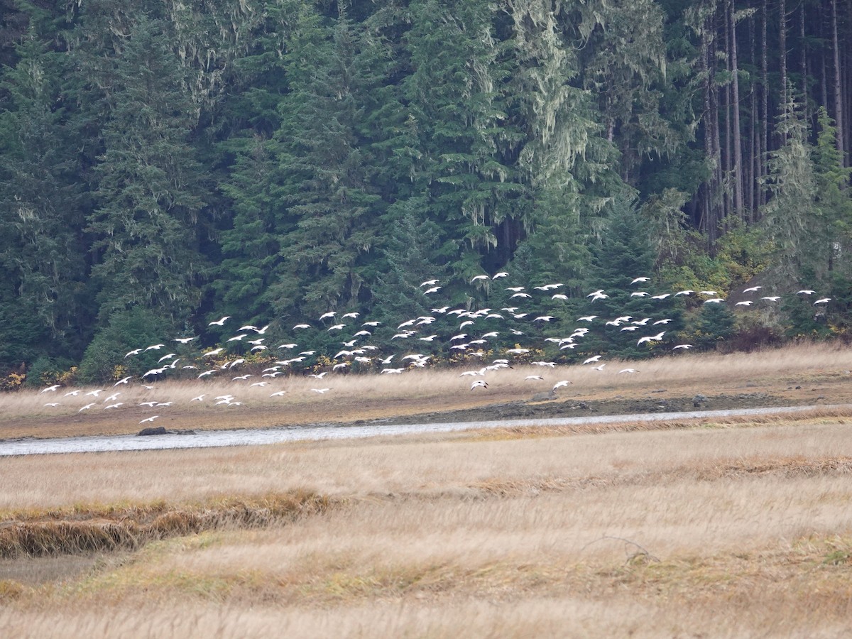 Snow Goose - ML644052137