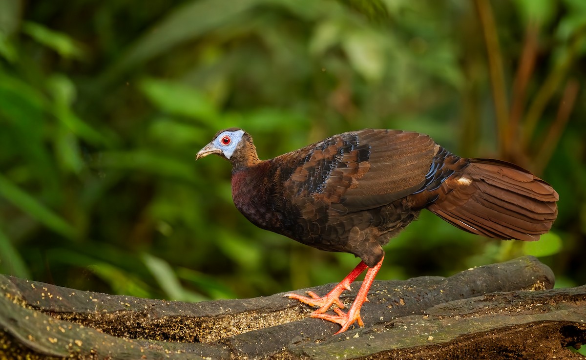 Bulwer's Pheasant - ML644052147