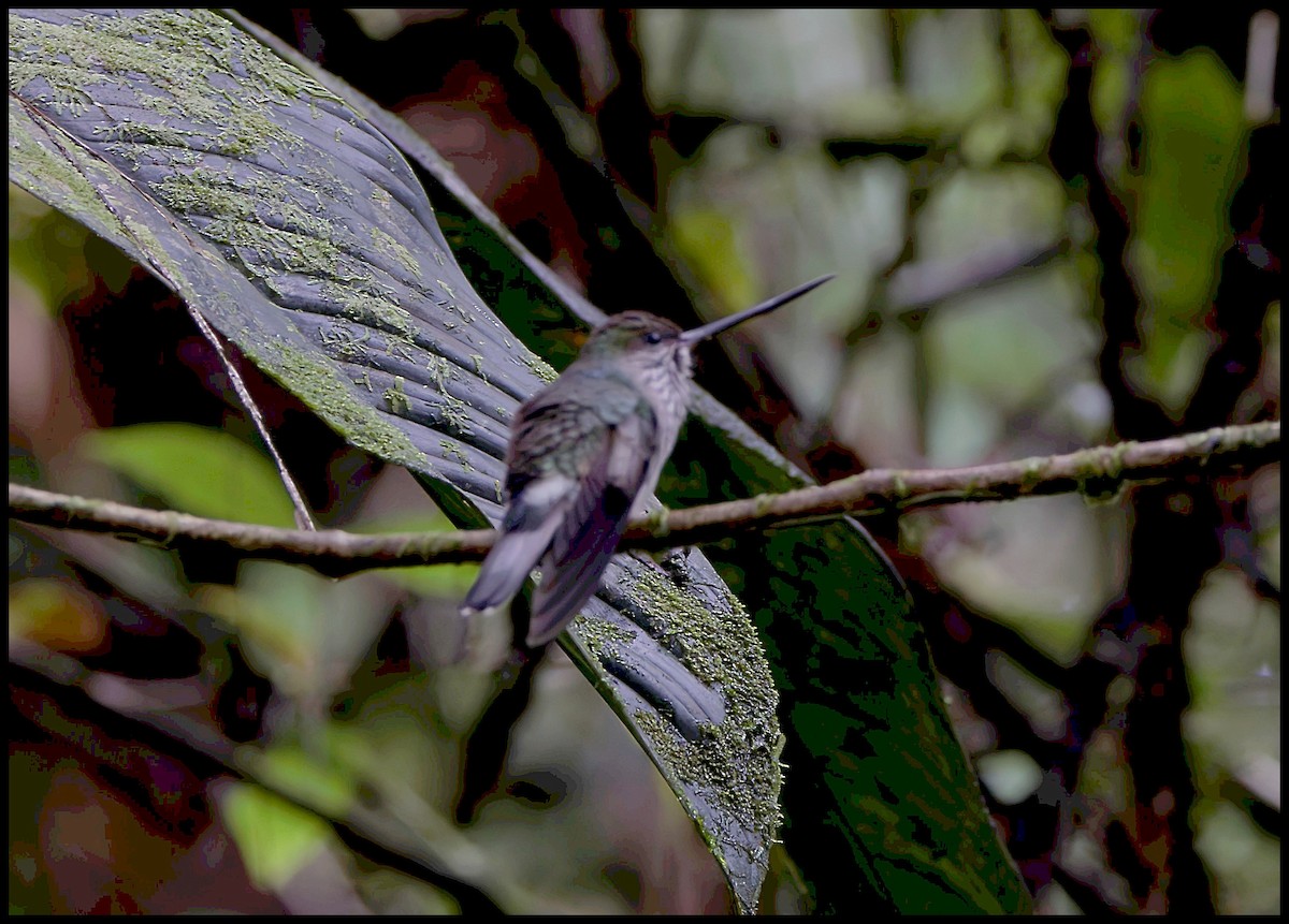 Diş Gagalı Kolibri - ML644052164