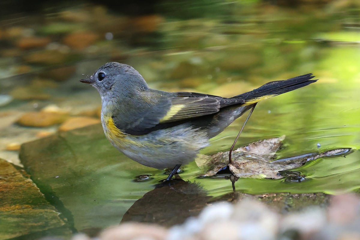 American Redstart - ML644052172