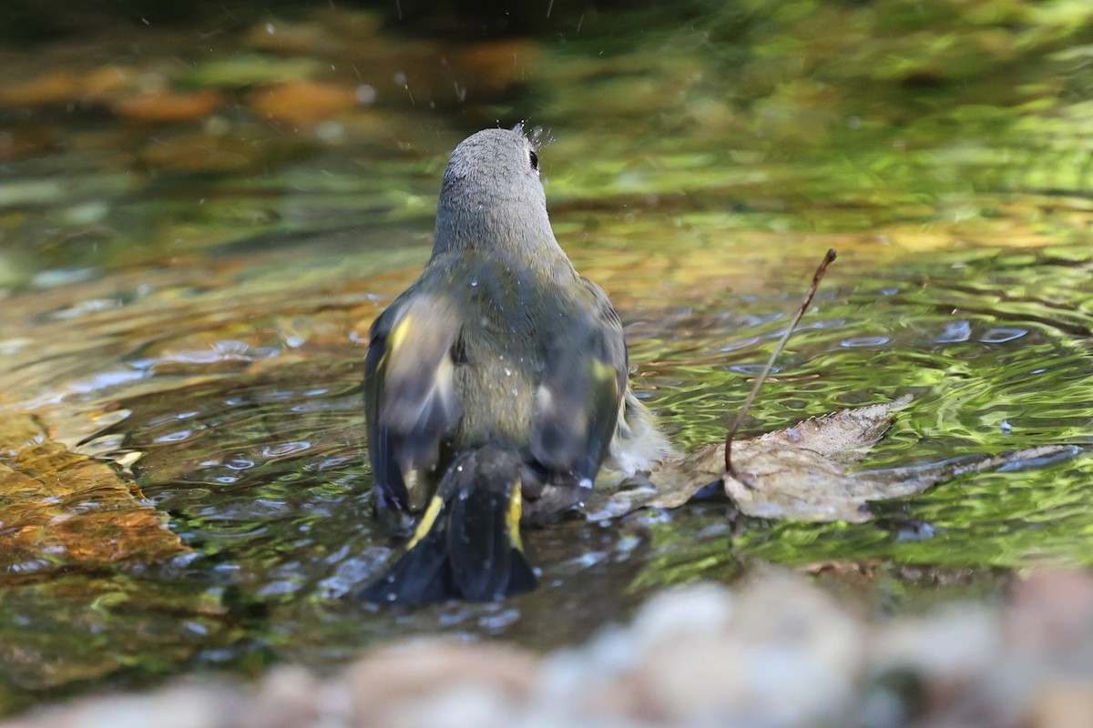 American Redstart - ML644052174