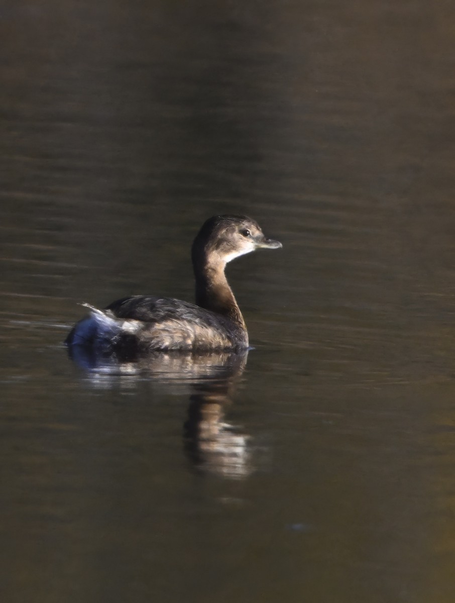 Pied-billed Grebe - ML644052175