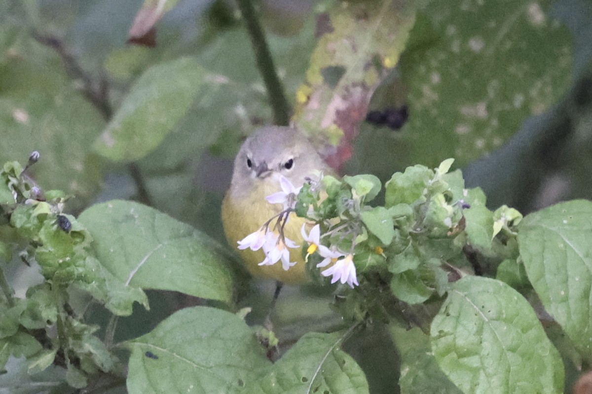 Orange-crowned Warbler (Gray-headed) - ML644052176