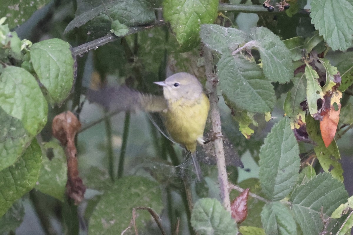 Orange-crowned Warbler (Gray-headed) - ML644052177