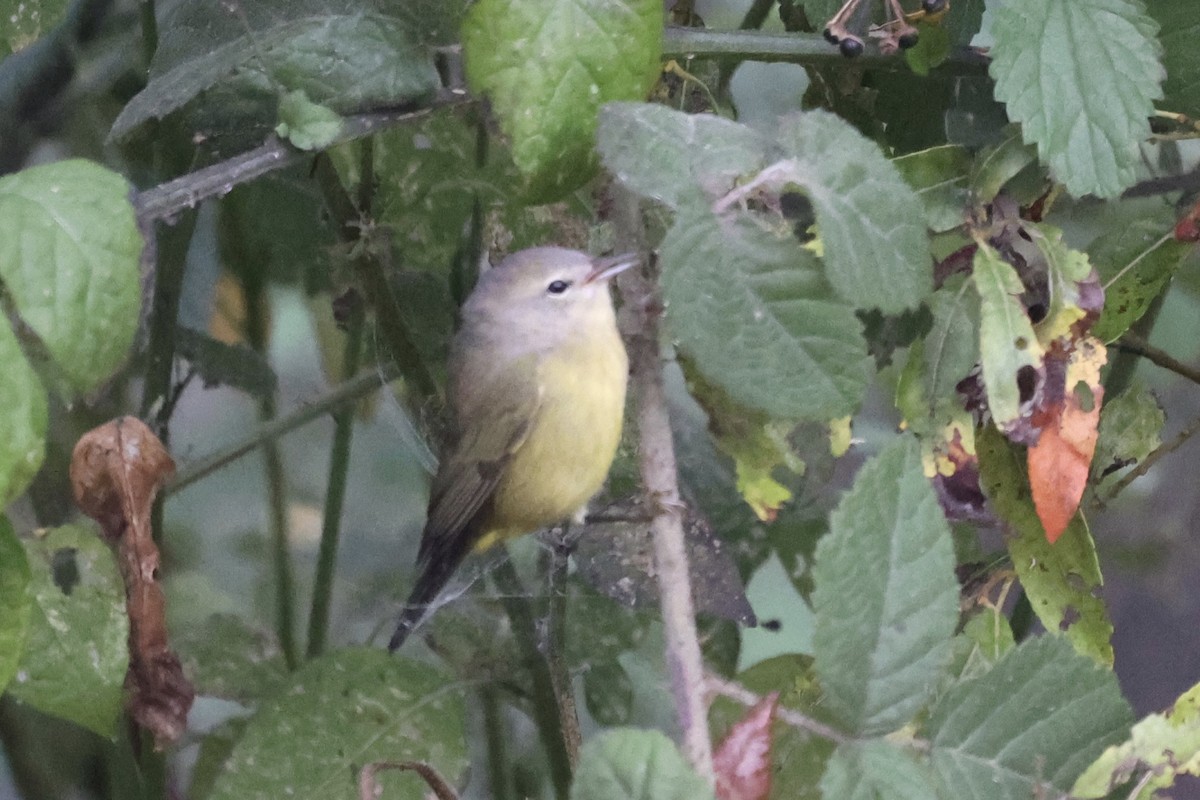 Orange-crowned Warbler (Gray-headed) - ML644052178
