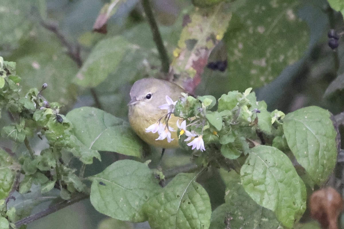 Orange-crowned Warbler (Gray-headed) - ML644052179
