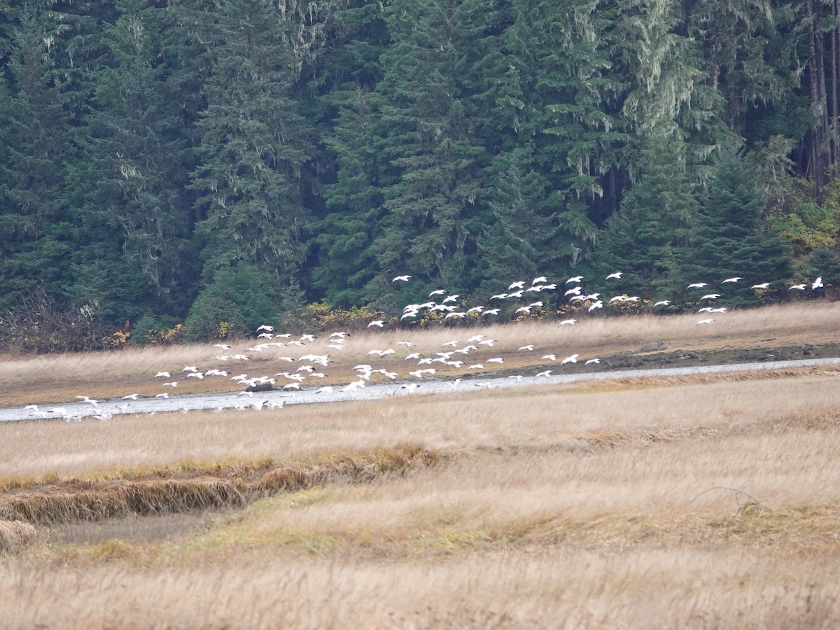 Snow Goose - ML644052180