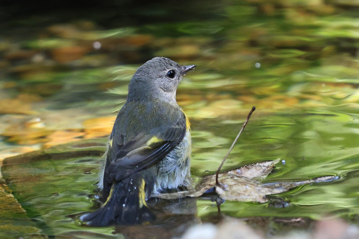 American Redstart - ML644052181
