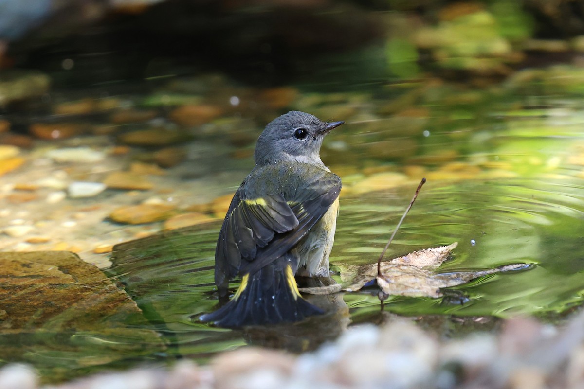 American Redstart - ML644052188
