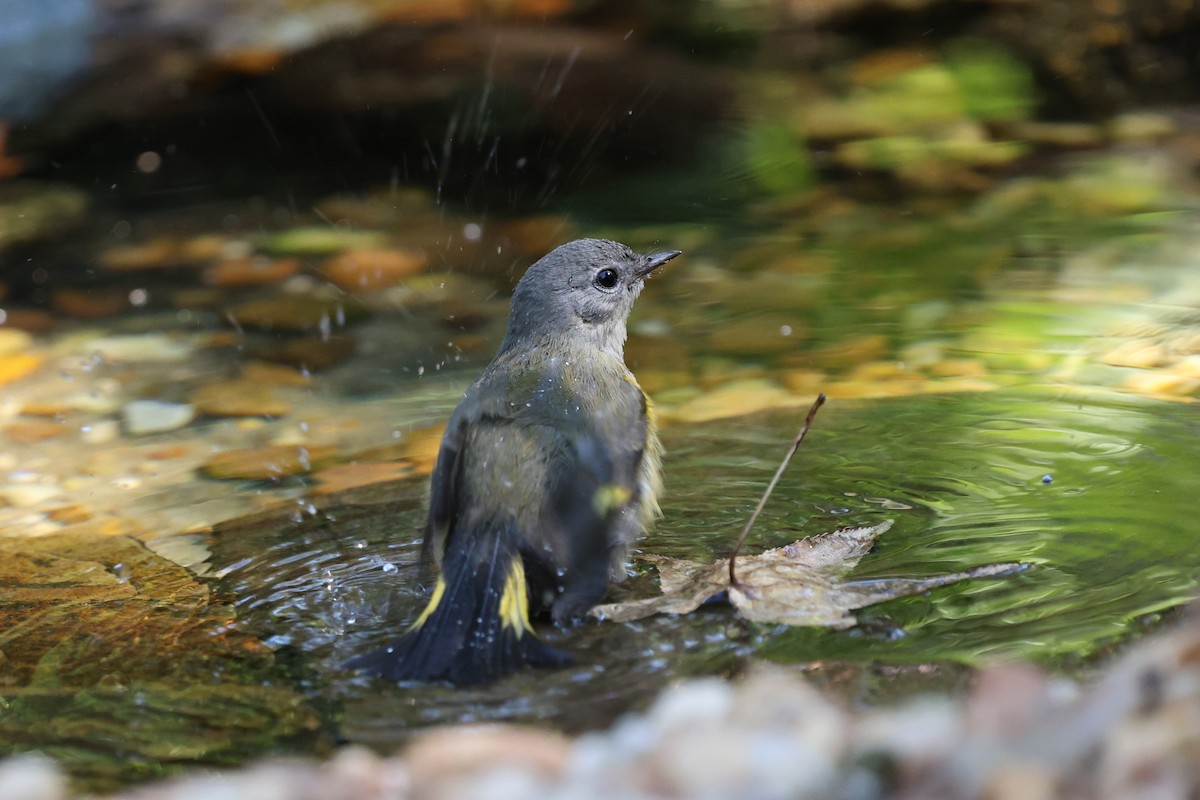 American Redstart - ML644052190