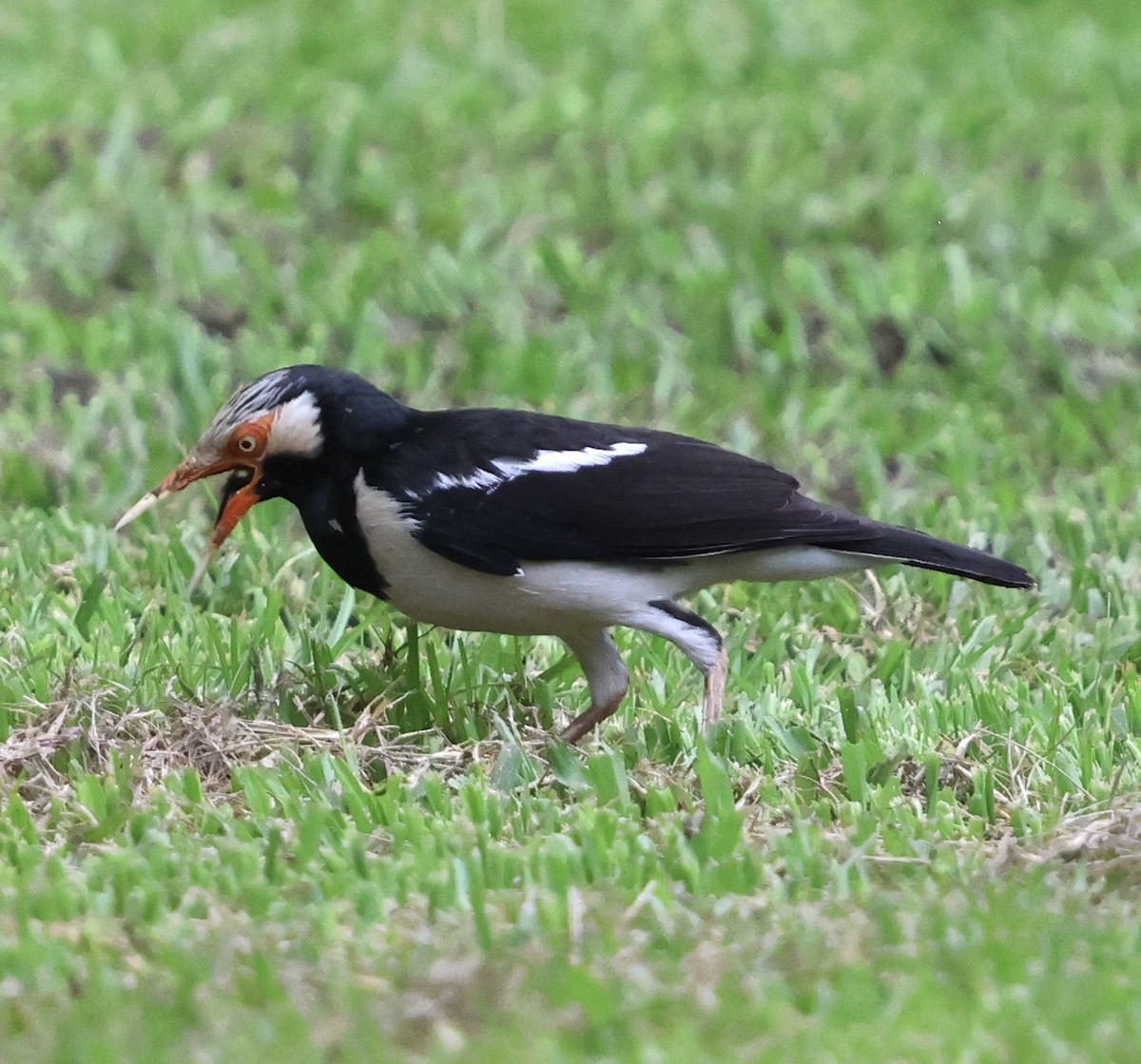 hvitpannestær - ML644052202