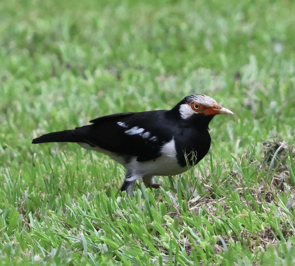 hvitpannestær - ML644052203