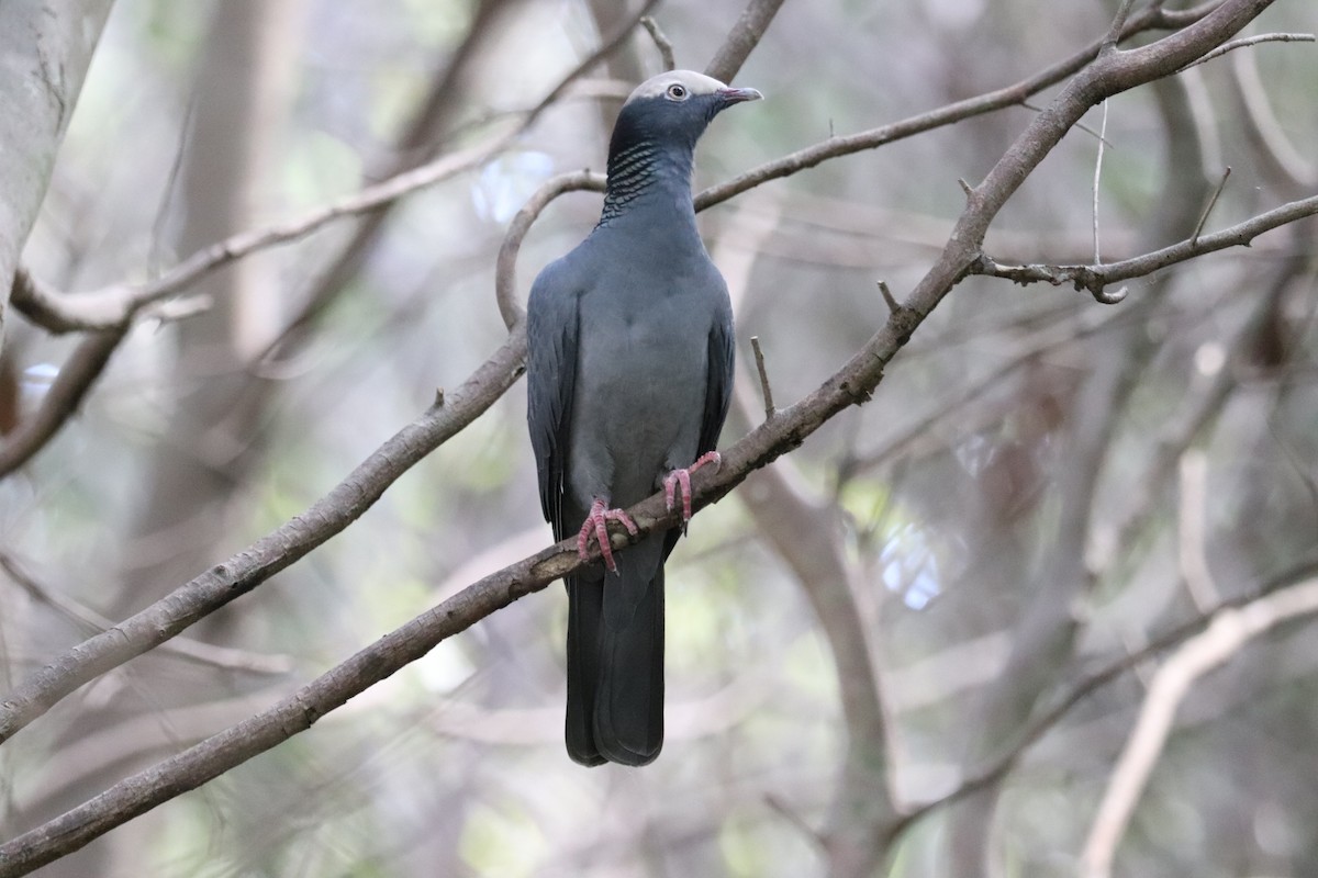 White-crowned Pigeon - ML644052204