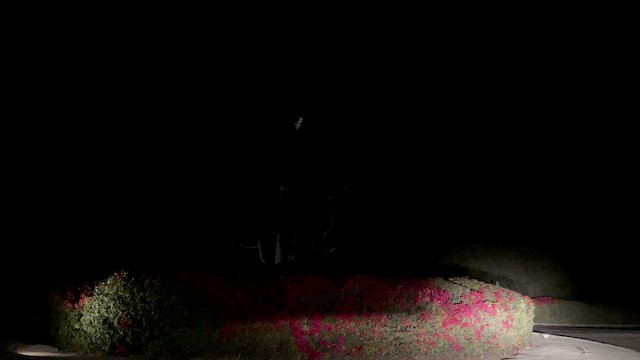 Çorak Gecedoğanı - ML644052215