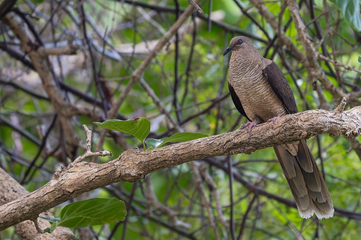 Flores Sea Cuckoo-Dove - ML644052217